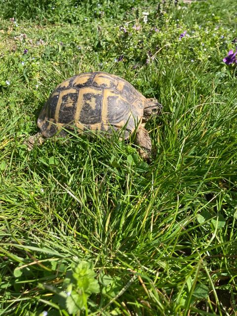 Femelle tortue terre 280 38200 Vienne