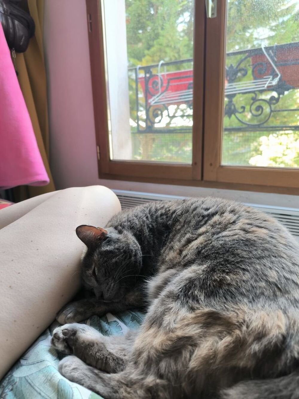   Michat, 4 ans, cherche un bon foyer  