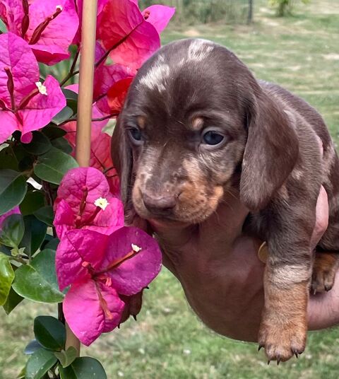 Superbes chiots de race teckel, couleur arlequin et chocolat 1800 86000 Poitiers