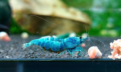 Crevette type caridina 3 67190 Grendelbruch