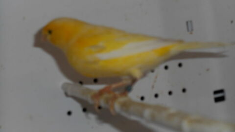 canaris de chant HARZ 20 35510 Cesson-svign