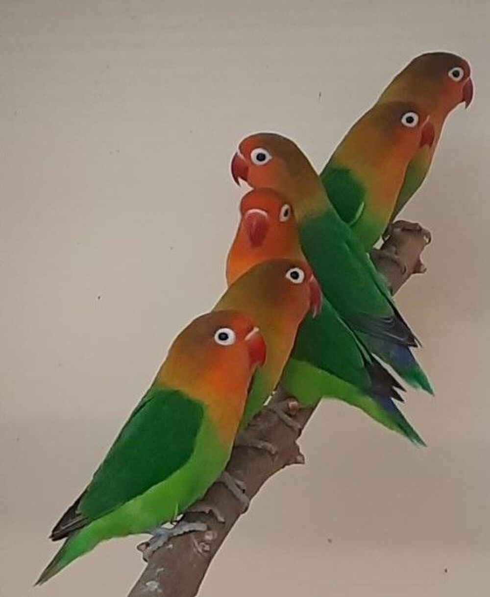    inseparable fisher  