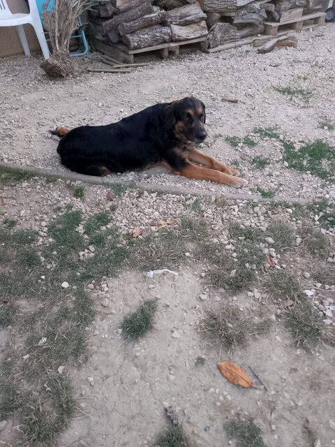 donne chien 0 31410 Capens