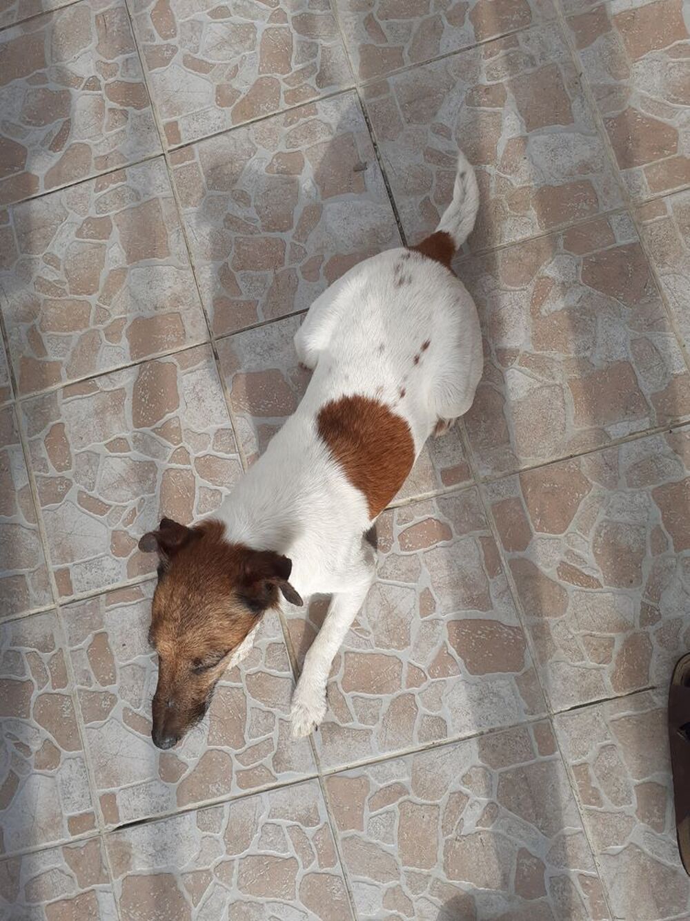  Saillie Fox terrier  poils lisses 