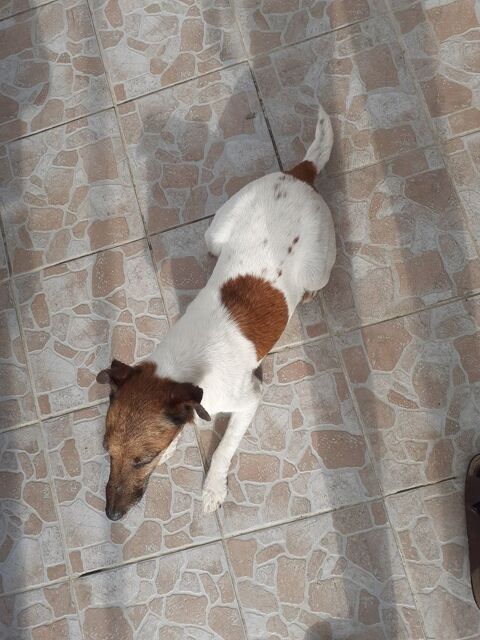 Saillie Fox terrier  poils lisses 28200 Lanneray