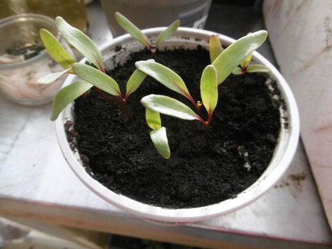 plans de betterave 3 Villars-les-Dombes (01)