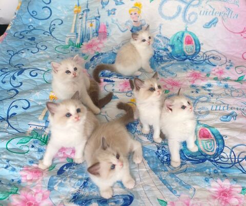 Chaton RAGDOLL 1500 94140 Alfortville