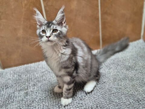Chaton Maine Coon M&acirc;le LOOF 1200 38260 La côte-saint-andré