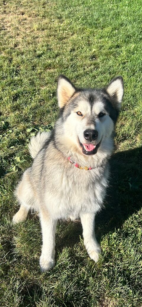 Don contre bons soins , malamute femelle 3 ans 0 73230 Les dserts
