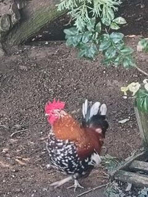 Coqs nain docile 15 45520 Chevilly