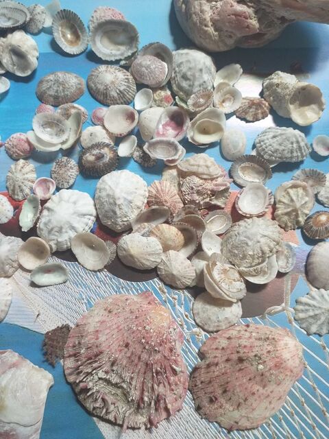 PATELLES  CABOCHONS DE LA MER   Cordes-sur-Ciel (81)