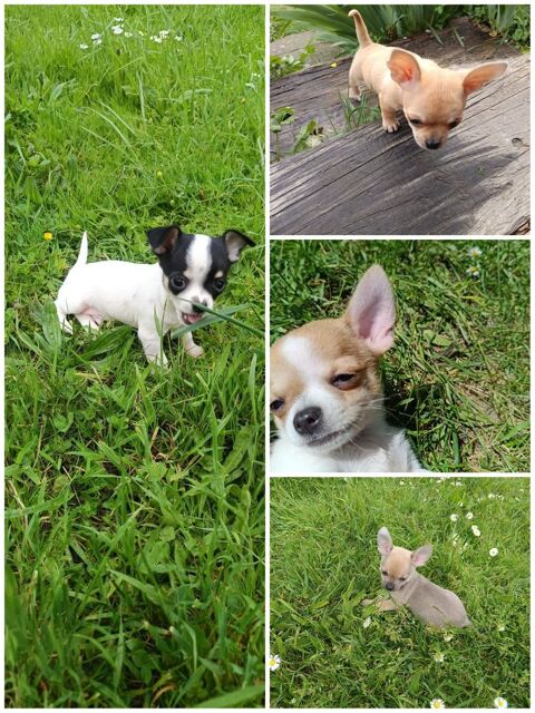 Superbes chiots Chihuahua 800 68250 Rouffach