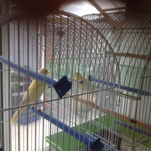 canaris males   et canaris femelles 15 62134 Monchy-cayeux
