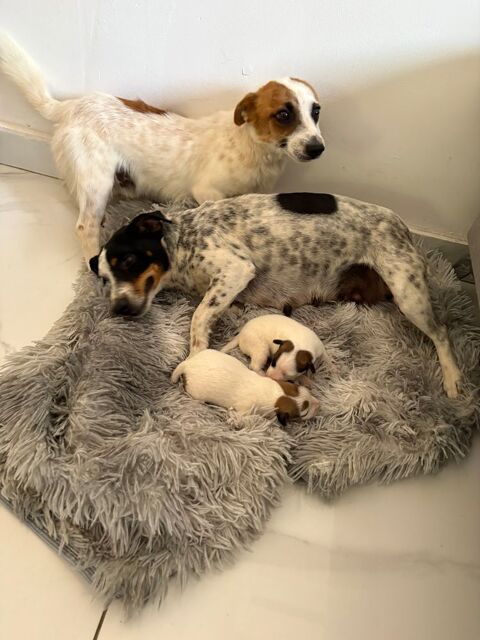 Jack russel 750 30220 Saint-laurent-d'aigouze