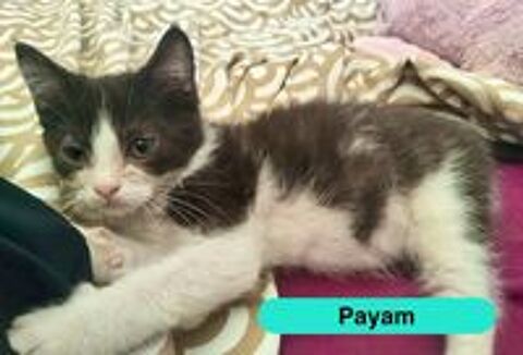   Payam, persan croisé européen à adopter 