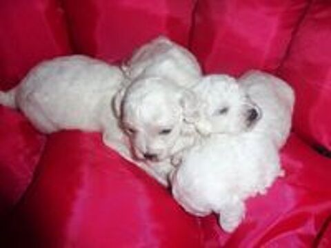   A RESERVER CHOTS BICHON FRISE 
