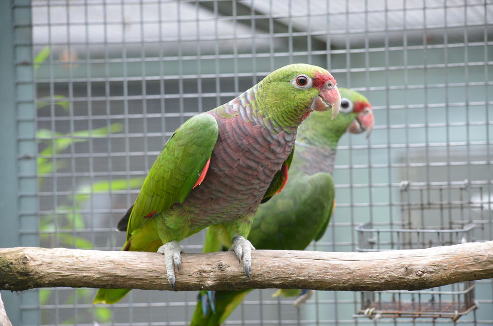   Couple Amazones vineuses 4 FOIS SANS FRAIS 