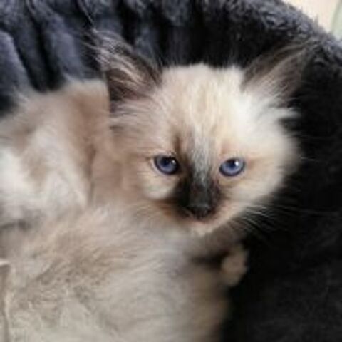    sacré de Birmanie loof seal silver tabby , seal point  