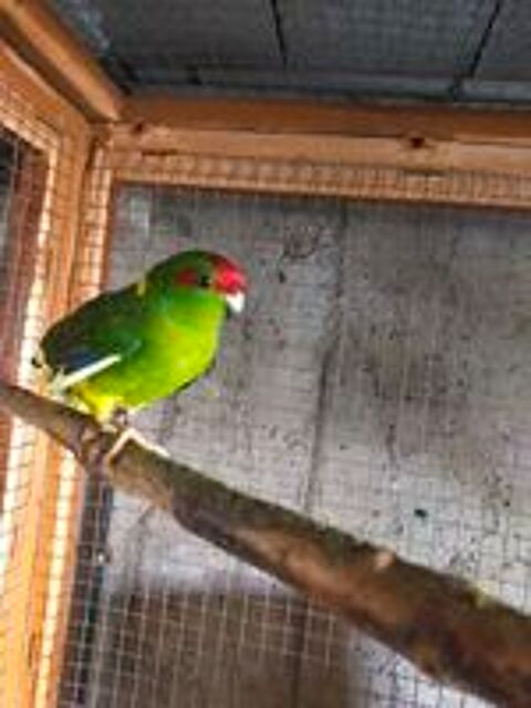    kakarikis 