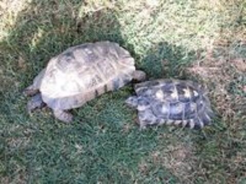   BEBES TORTUES MARGINATA 
