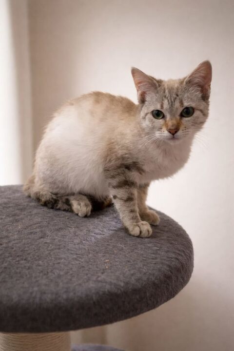 Bianca gentille chatte de 5 mois 140 11000 Carcassonne