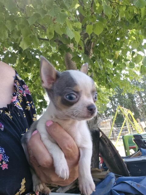 Petit chihuahua 800 11150 Villasavary