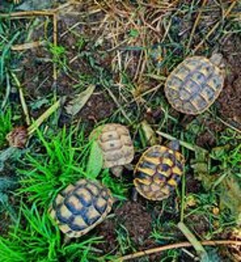   carapace 