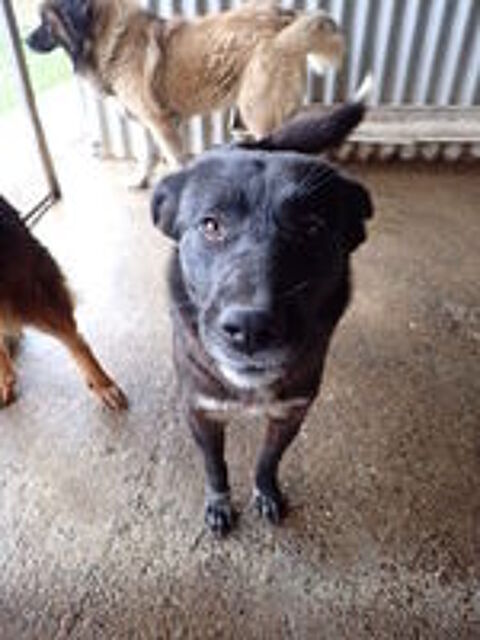   Meii à l'adoption 