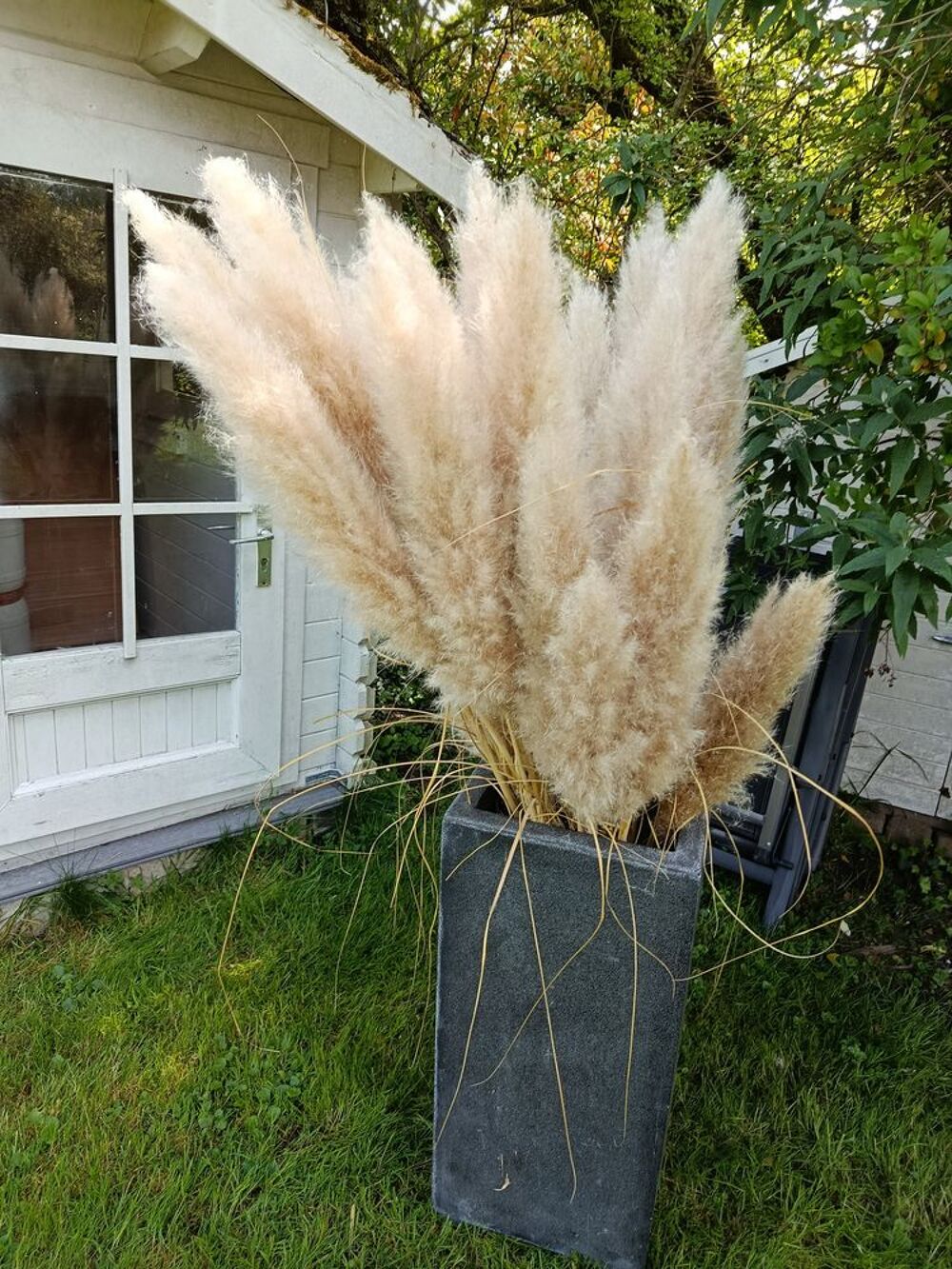 fleurs de pampa, grandes tiges Jardin