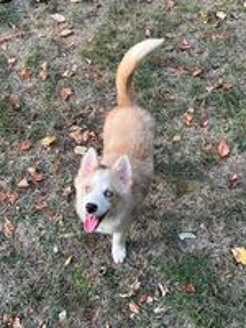   Femelle pomsky F3  