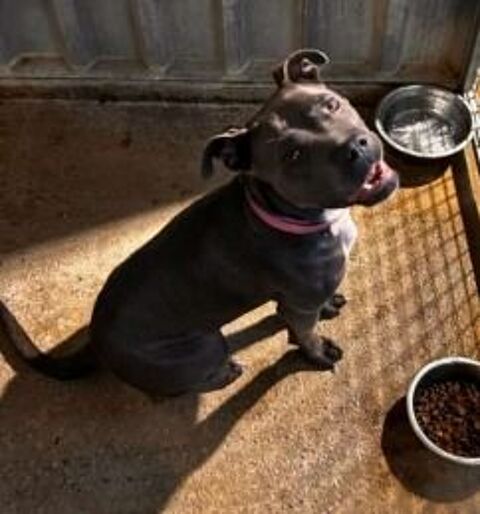 Chien TORTE à l adoption 210 13001 Marseille