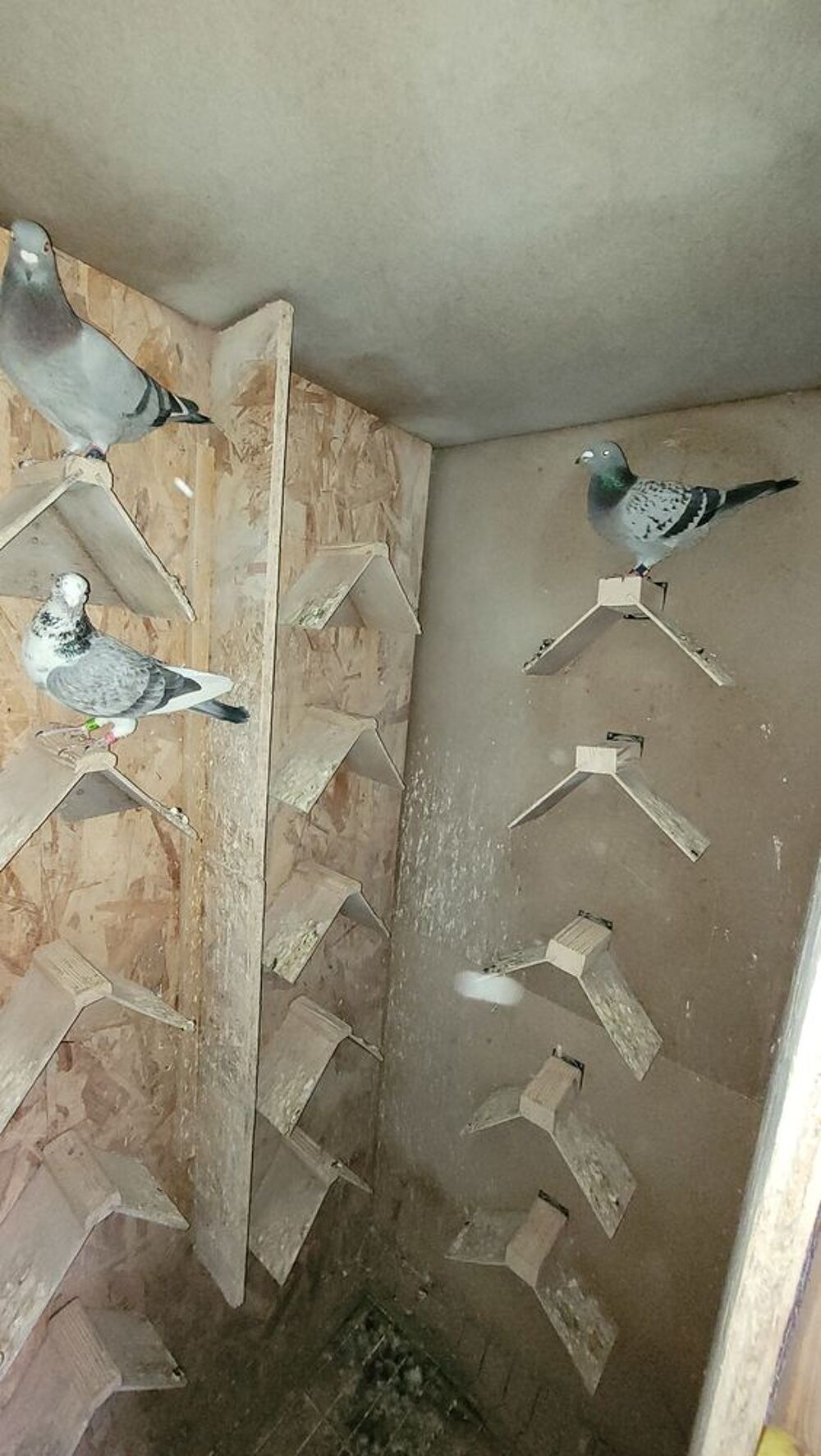   Pigeons voyageurs 