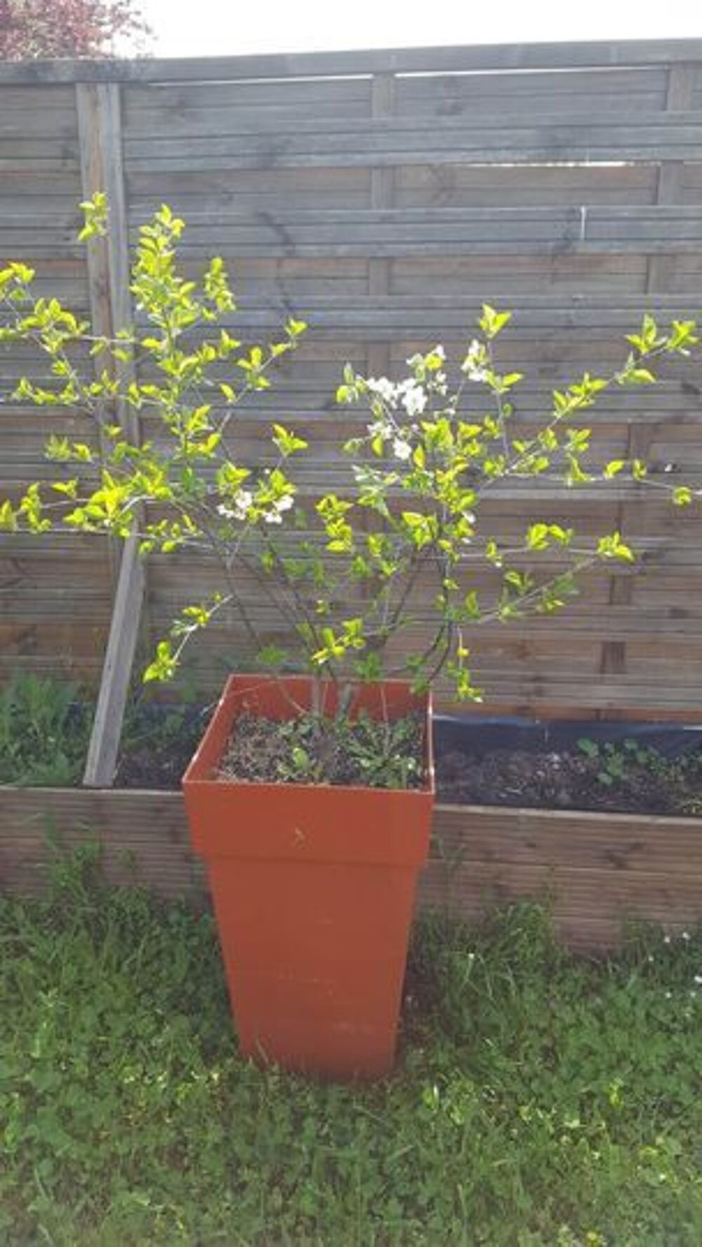 Grand pot styl&eacute; orange + arbre fruitier N&deg; 1186 Jardin