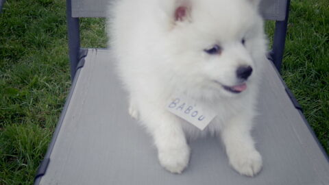 chiots  600 16490 Alloue