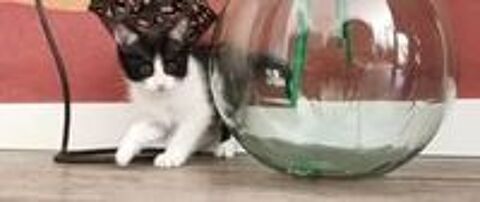   Chat PANDORA à l adoption 