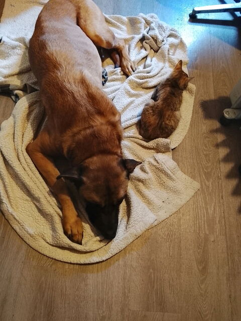 Don contre bon soin chien m&acirc;le de 5 ans castr&eacute; et puc&eacute;, 0 59300 Valenciennes