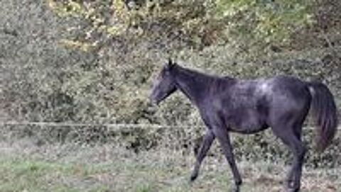   layla ds arabians 
