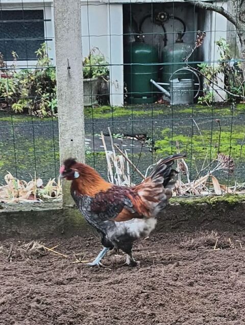 COQ 50 86530 Naintr�