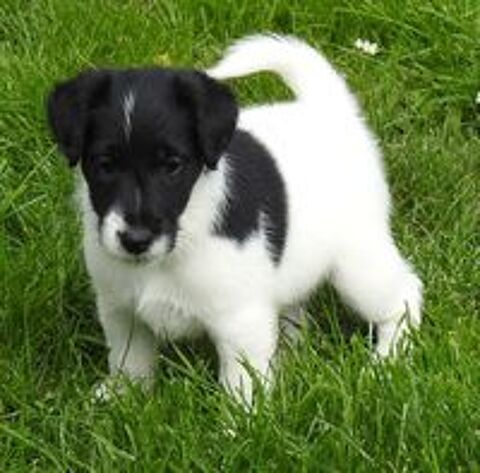   CHIOTS LOF FOX TERRIER POIL LISSE 