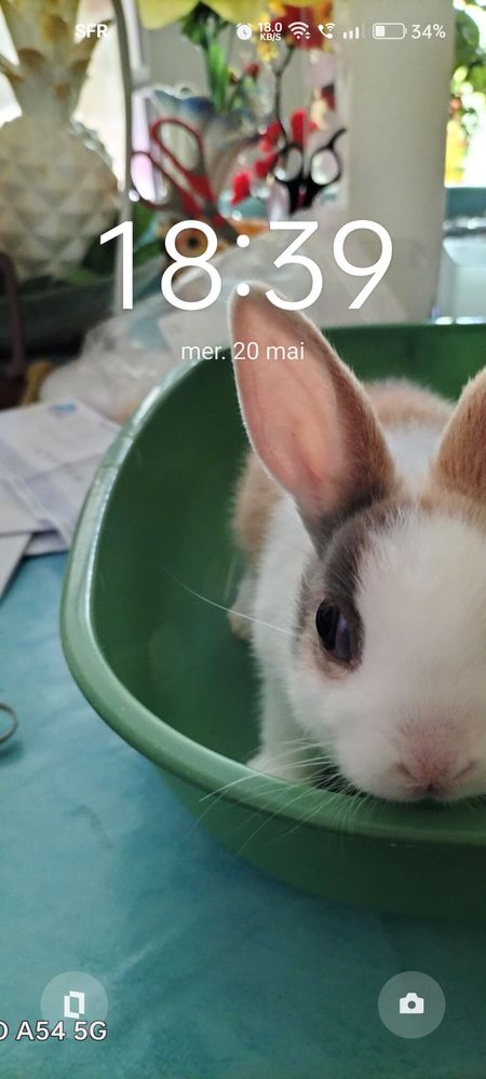   Recherche bb lapine naine sans race 