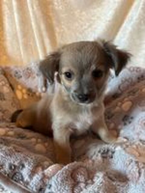   Chiot Chihuahua 