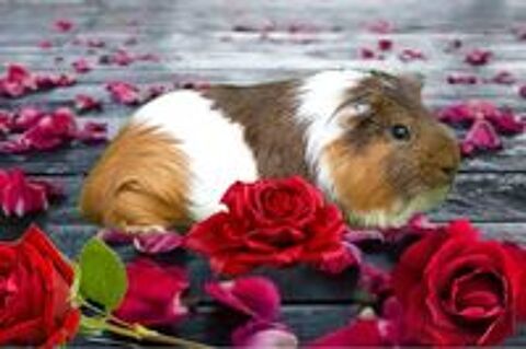   Nos protgs  l'adoption  