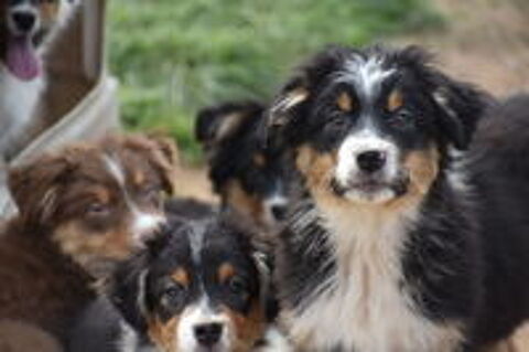   Magnifiques chiots Berger Australien 