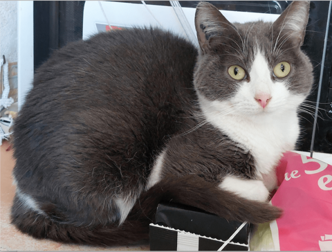 Marie-Françoise à l'adoption 290 92290 Chtenay-malabry