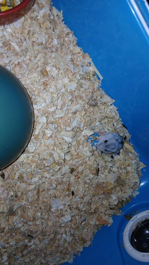 Hamster 10 31230 L'isle-en-dodon