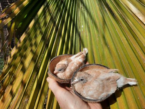 Colombes - phaeo 30 13300 Salon-de-provence