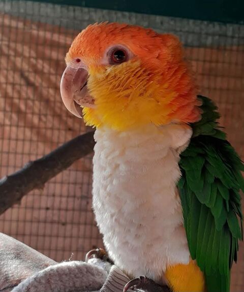 Trio de caique 1200 85130 Les landes-genusson