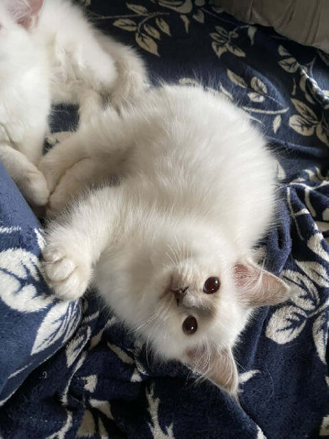 Adorables chatons Sacr&eacute; de Birmanie 425 33000 Bordeaux