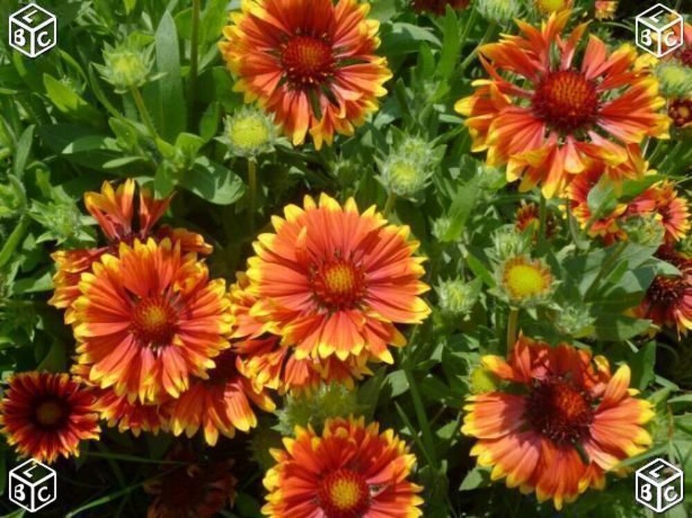 Graines de fleurs de gaillarde Jardin