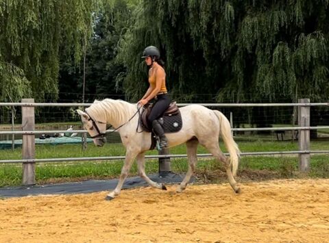 Cheval de 3 ans 4500 24100 Bergerac